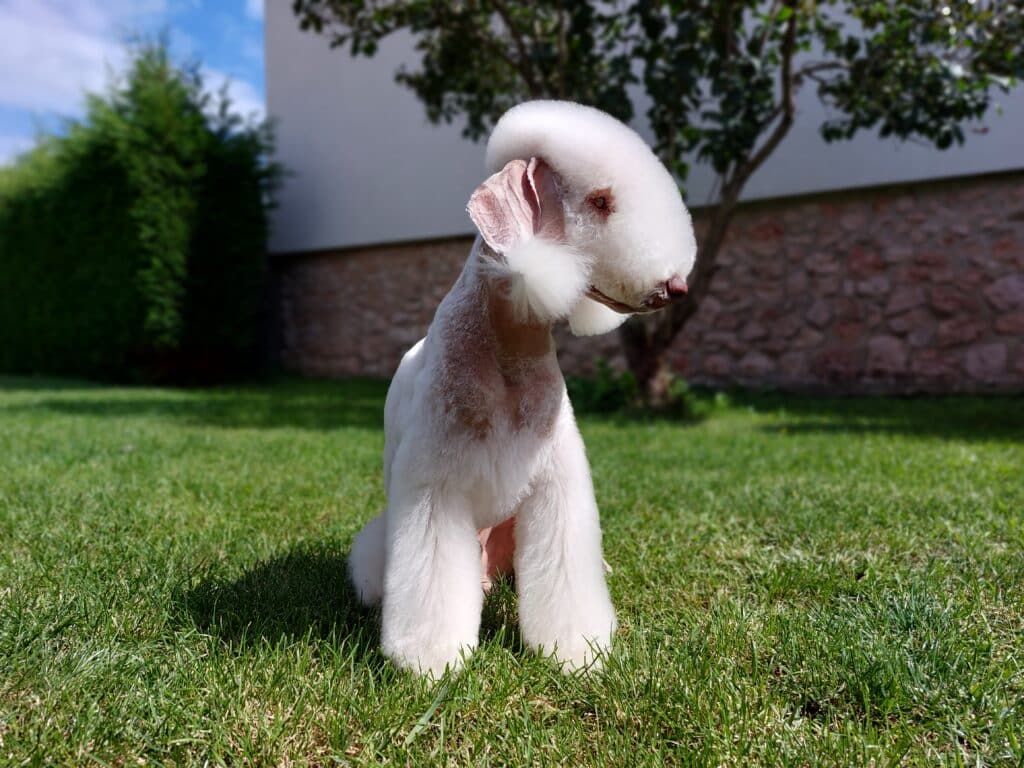 bedlington terrier