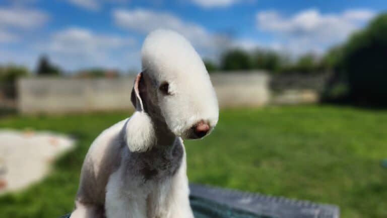 bedlington terrier male