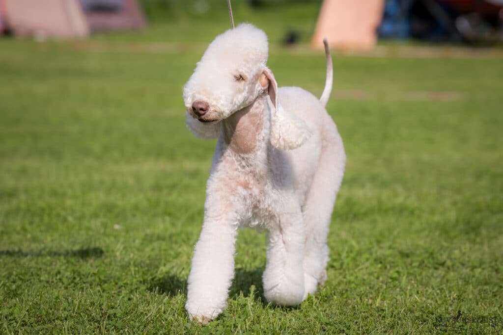 Bedlington terrier a ringben