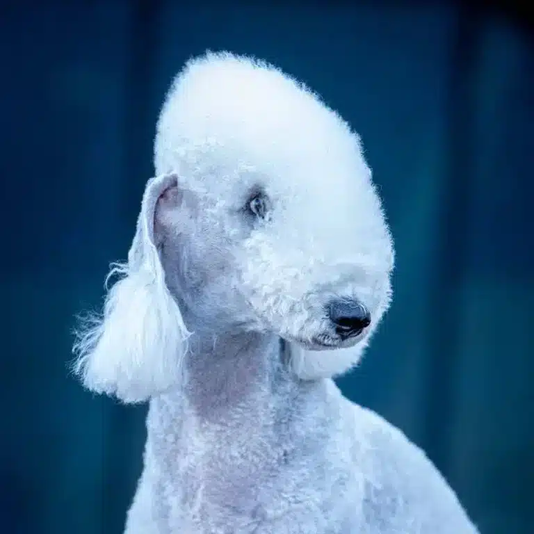 bedlington terrier female
