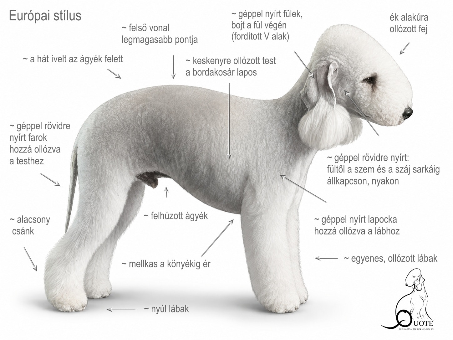 A Bedlington Terrier eurúpai stílusú kozmetikája
