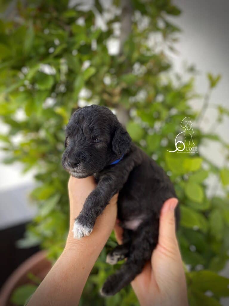 Quote You Are My Light – blue Bedlington Terrier male