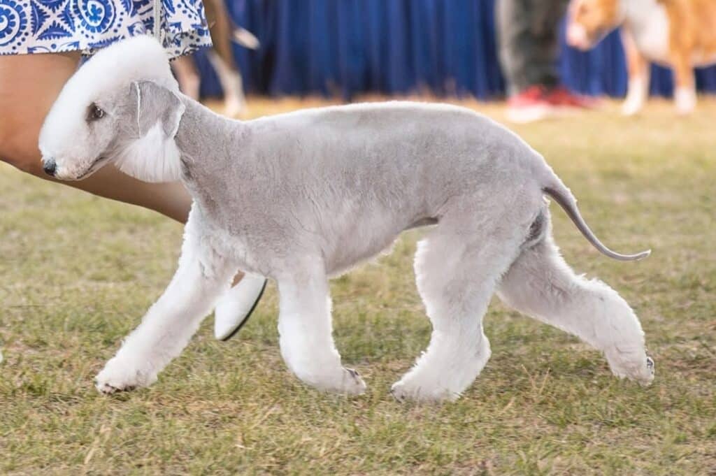 blue bedlington terrier female