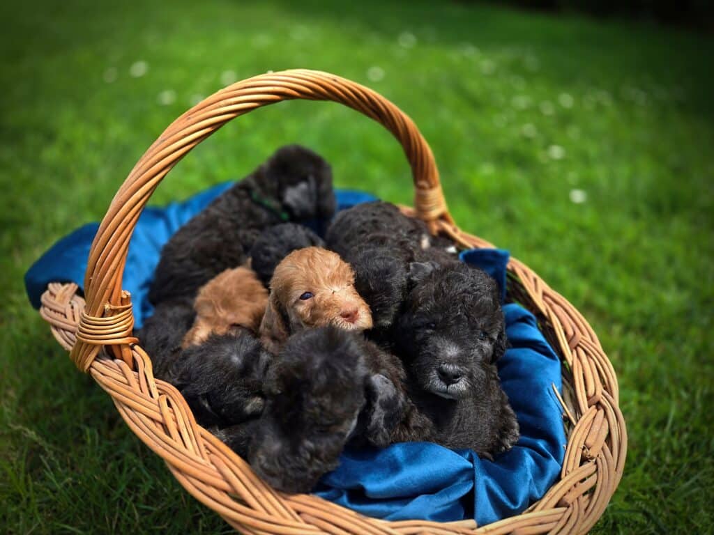 Quote Bedlington Terrier puppies
