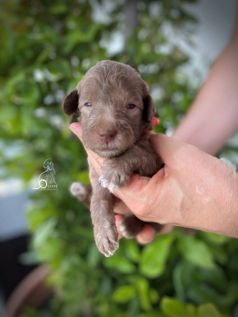 Quote Stay Gold – sandy Bedlington Terrier male