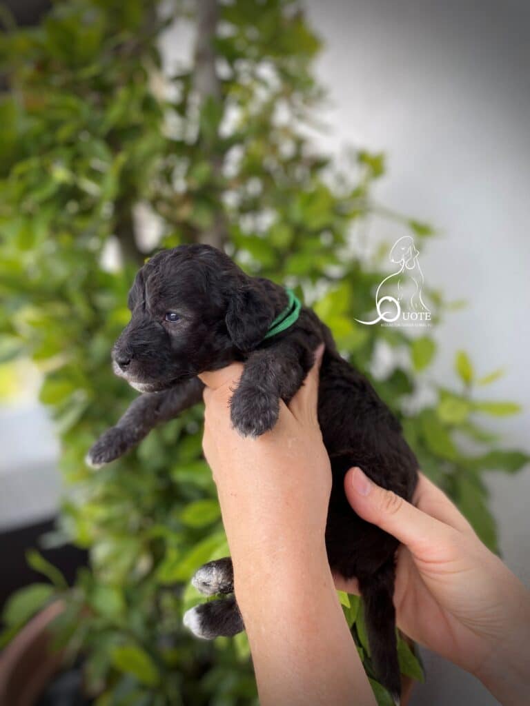 Quote Light On Me – blue Bedlington Terrier male